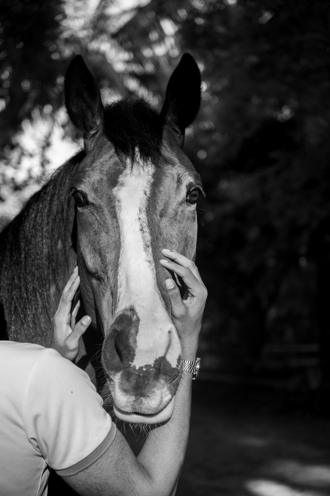 A portrait of a horse